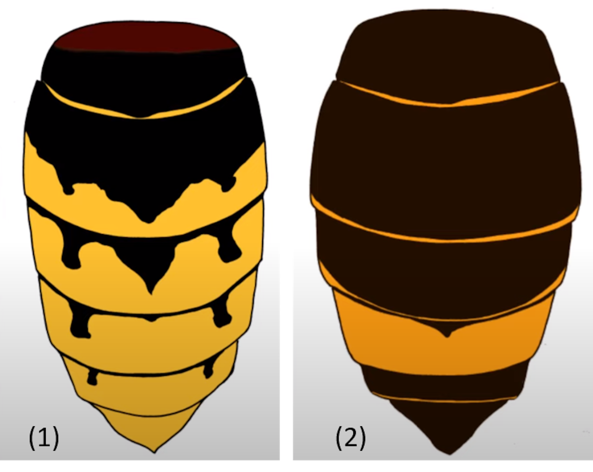 (1) The abdominal section of a European hornet. (2) The abdominal section of an Asian hornet. Philip Donkersley, CC BY-NC-SA