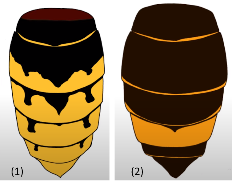 How the abdominal section of the European and Asian hornets compare.