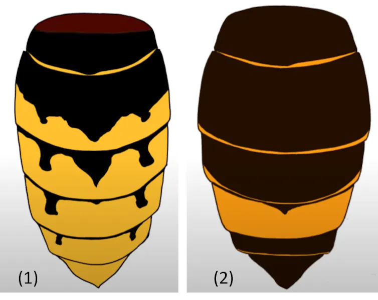 How the abdominal section of the European and Asian hornets compare.