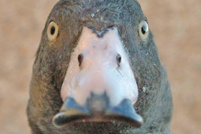 A close-up shot of blue duck looking towards the camera.