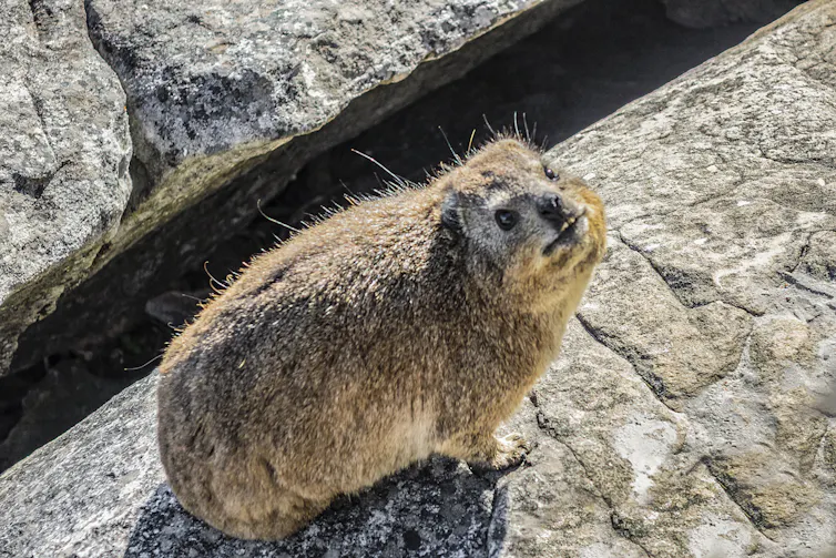 A rather chubby small rodent with dark brown fur and protruding front teeth regards the photographer.