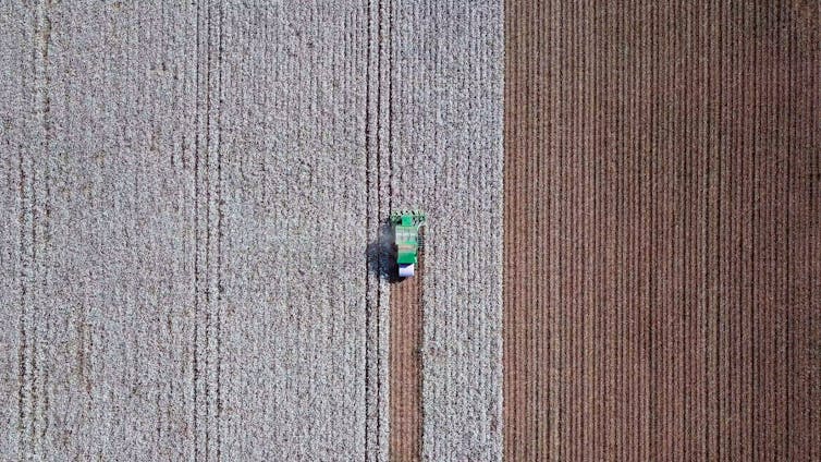 An aerial view of a machine picking cotton in a field.