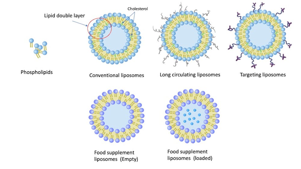 Do liposomes make food supplements more effective? ARU