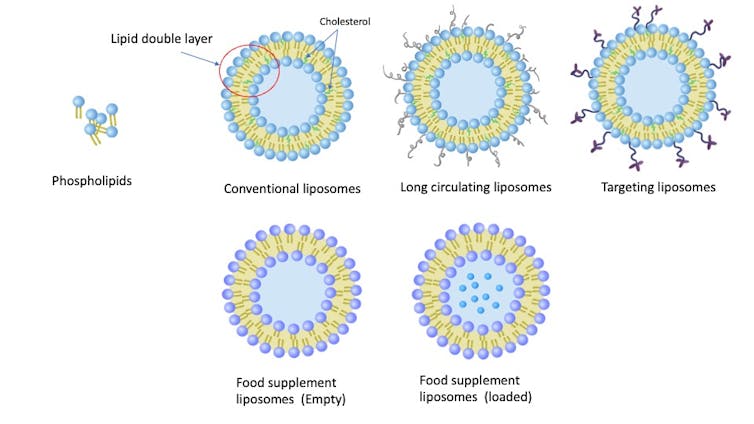 A diagram comparing the different kinds of liposomes