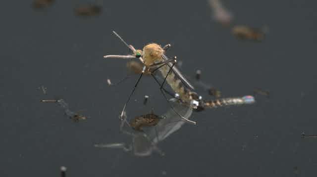 Mosquito común emergido de la pupa o crisálida en el agua.