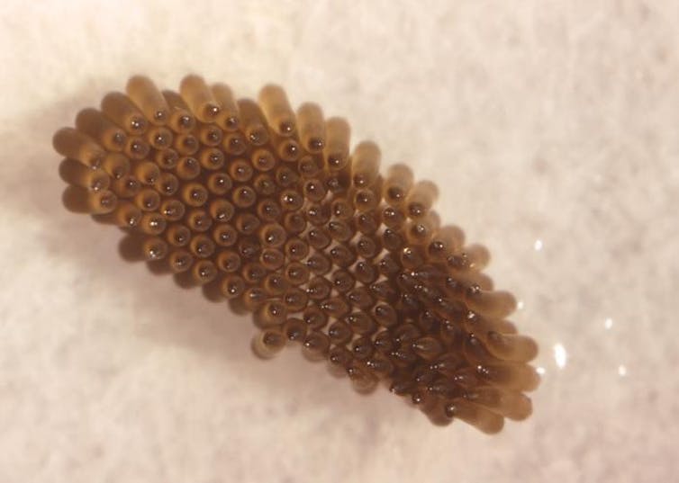 Huevos de mosquitos.