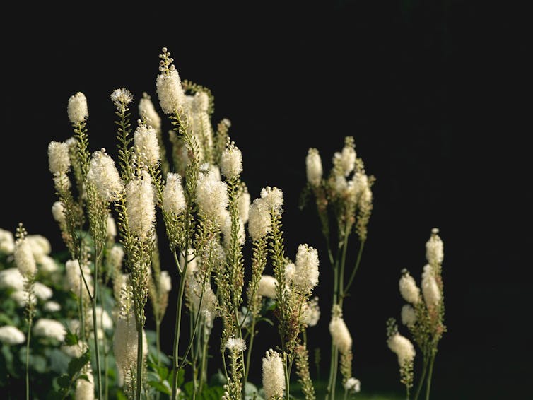 white flowers on green plant with dark background