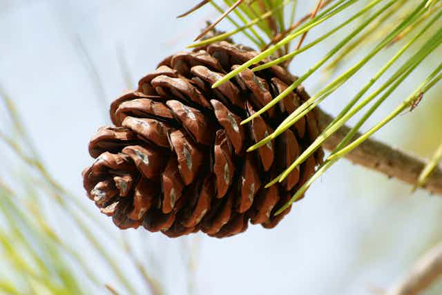 A close up of a pine cone.