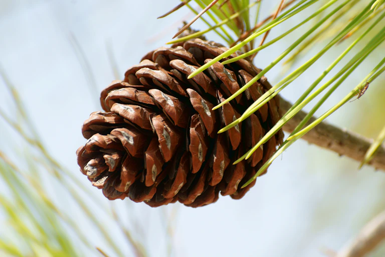 A close up of a pine cone.