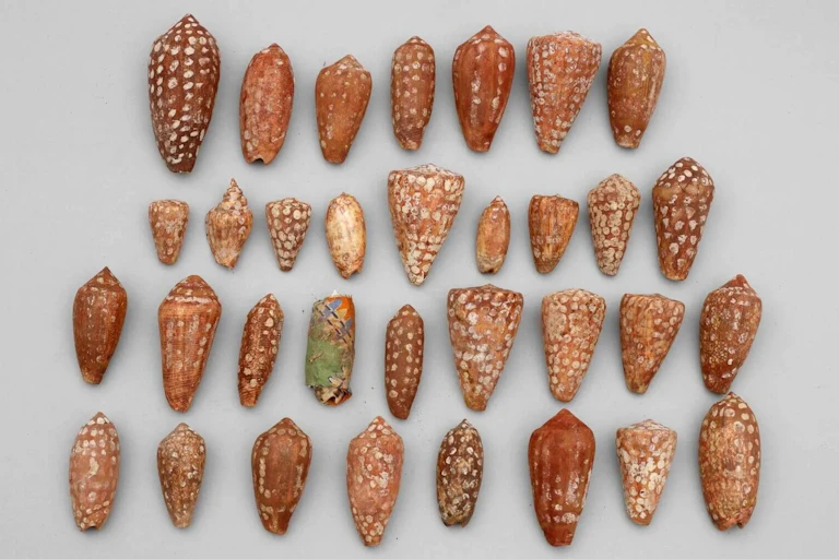 Painted shells