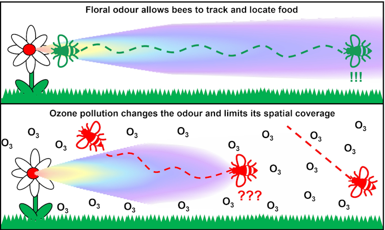 Two diagrams showing how ozone disrupts a flower's scent.