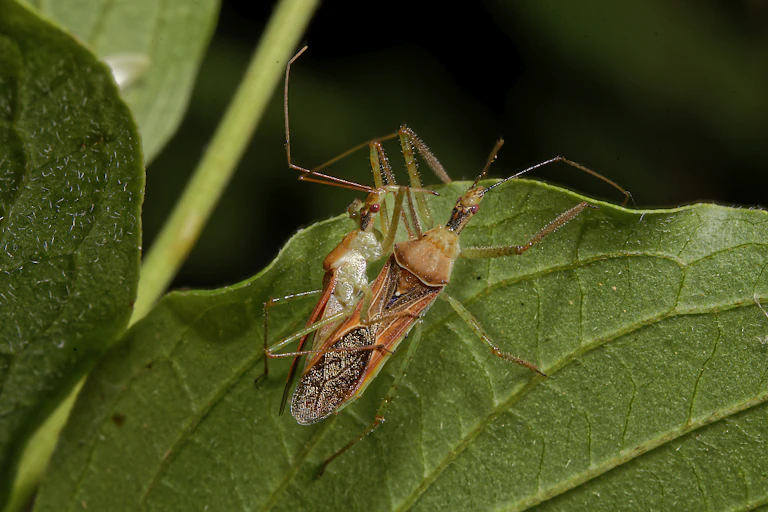 accouplement de punaises d'un espèce invasive