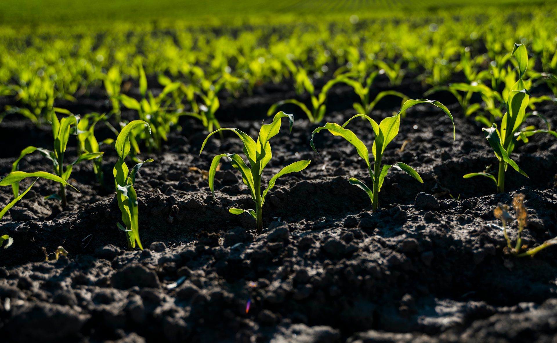 Sepertiga tanah di Bumi telah rusak, saatnya pemerintah dunia bertindak memulihkannya