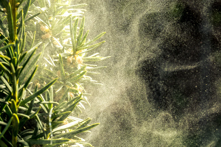 A tree is surrounded by what looks like a fine cloud of dust