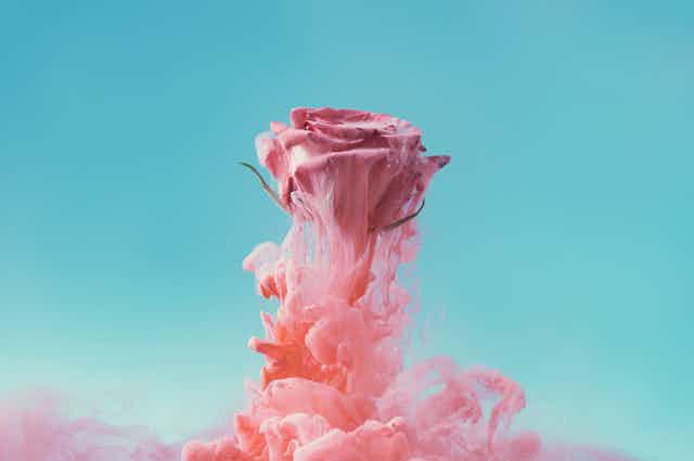 Rose exploding out of pink cloud