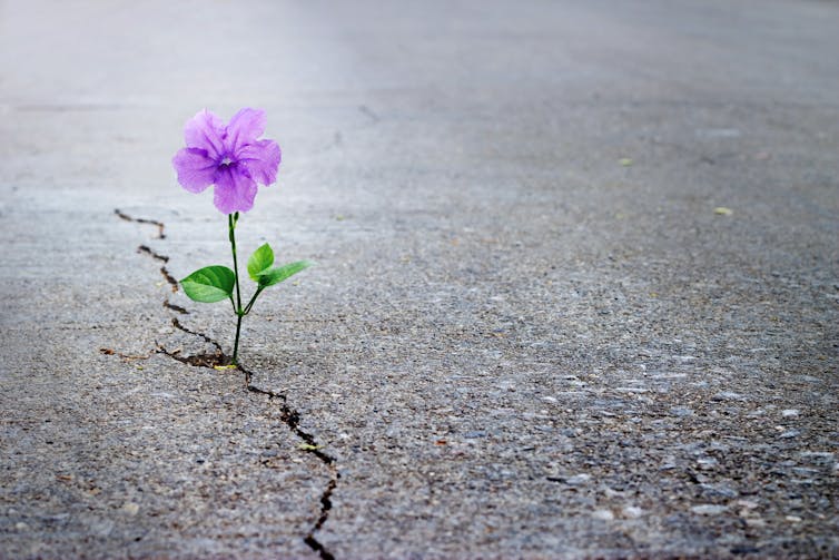 Purple flower growing out of a crack in the pavement