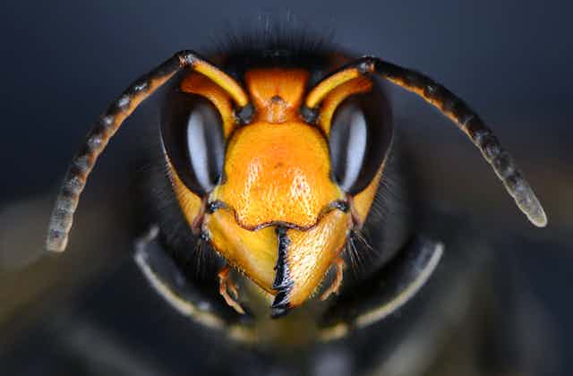 A close-up image of an Asian hornet.