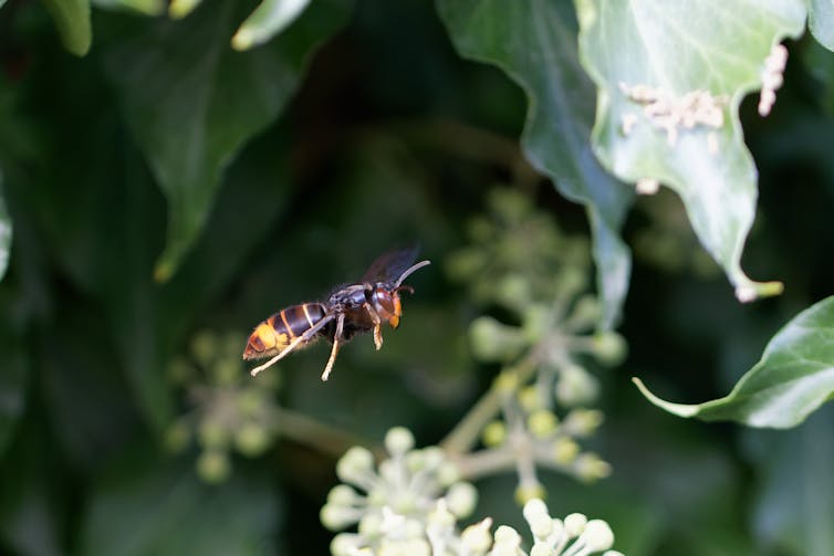 An Asian hornet mid-flight.