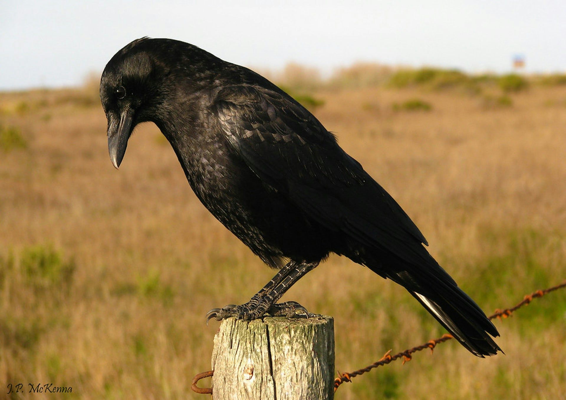 A crow stands on a fence post