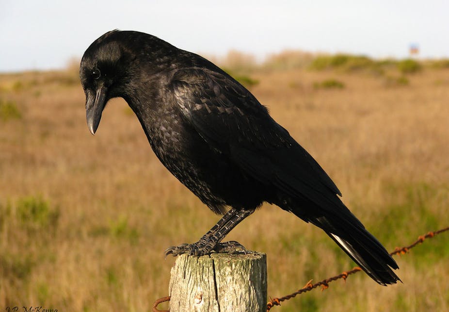 A crow stands on a fence post
