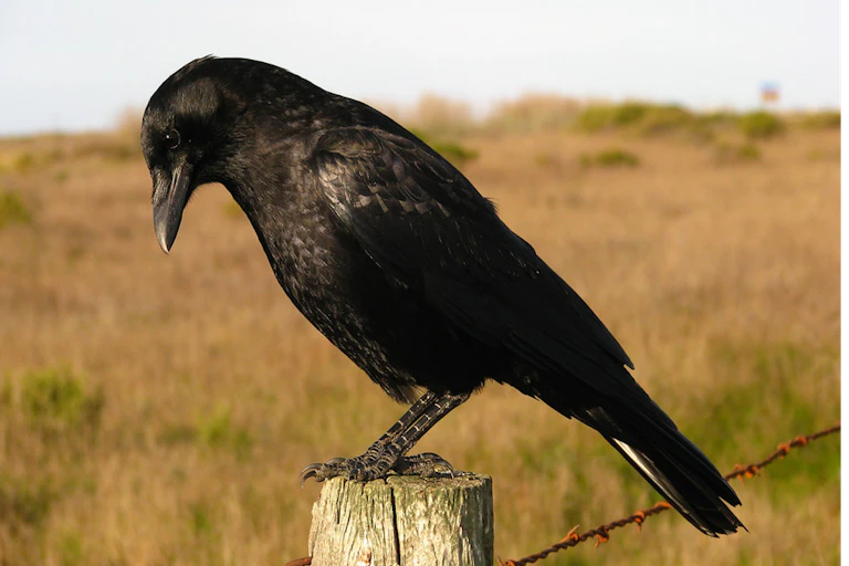 A crow stands on a fence post