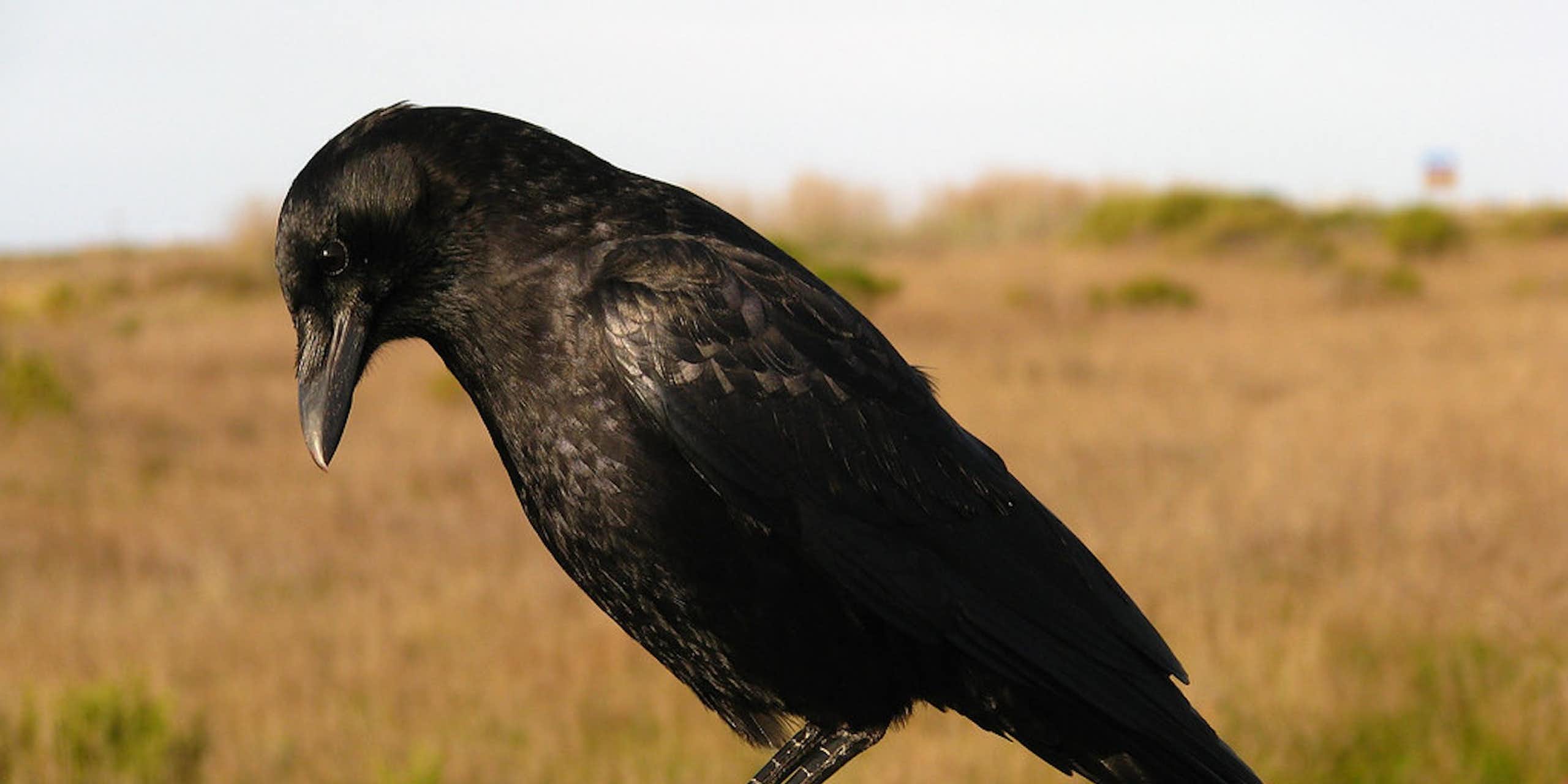 A crow stands on a fence post