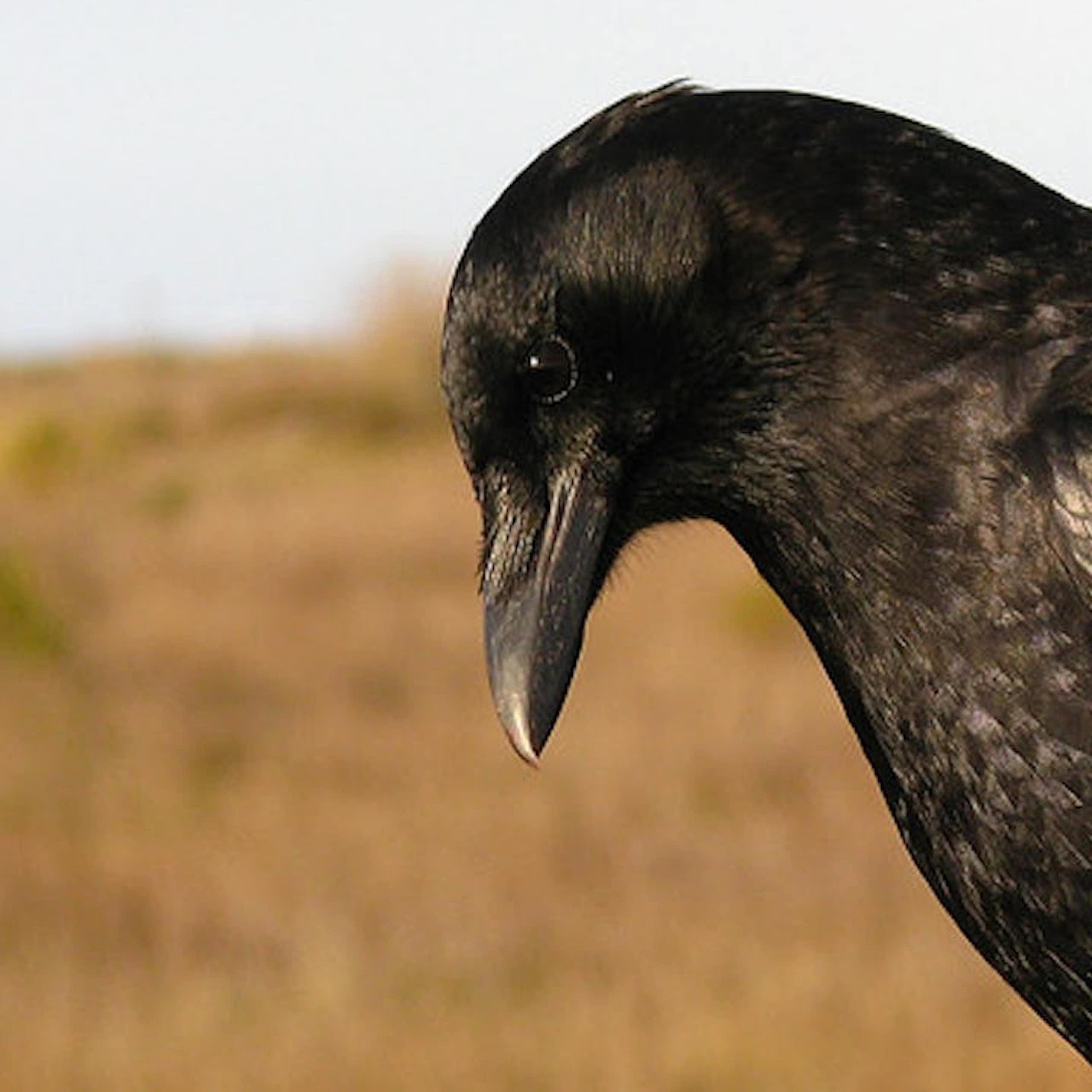 A crow stands on a fence post