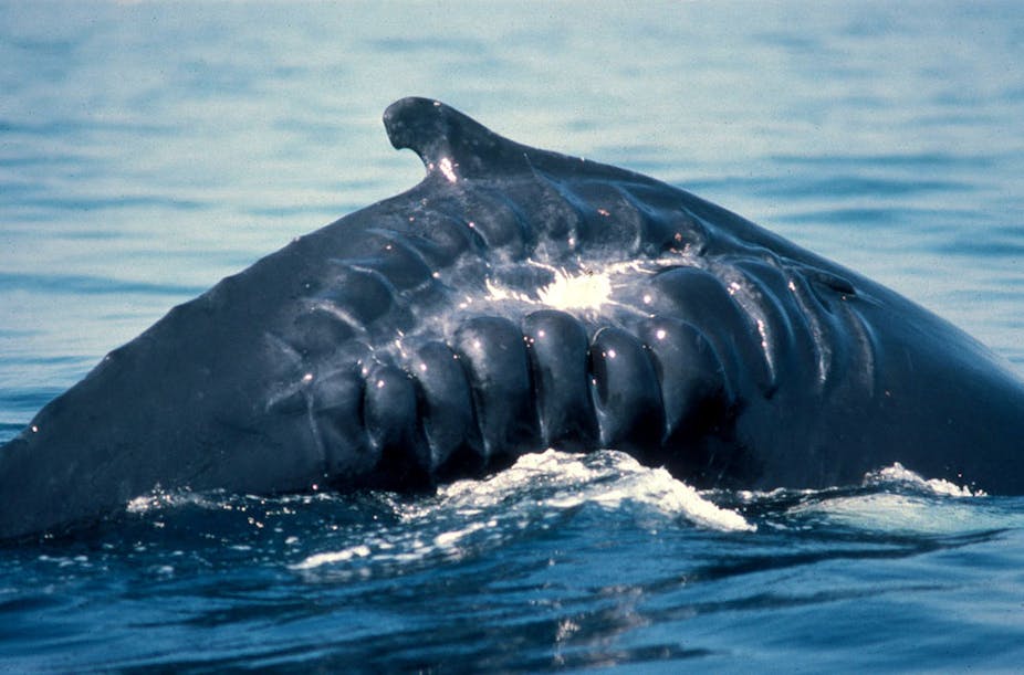 whaling should not be banned The arguments for and against whaling have been hashed out in the news recently and because the international whaling commission does not prohibit them from. whaling should not be banned The arguments for and against whaling have been hashed out in the news recently and because the international whaling commission does not prohibit them from.