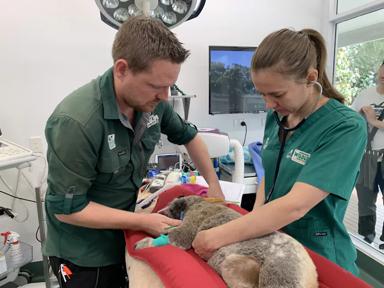 Two vets vaccinate a sedated koala lying on a treatment table