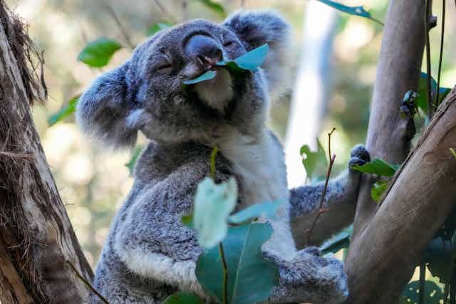 A koala eats a gum leaf while sitting in a tree
