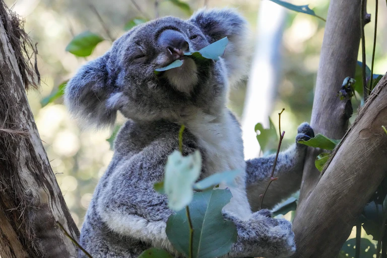 A koala eats a gum leaf while sitting in a tree