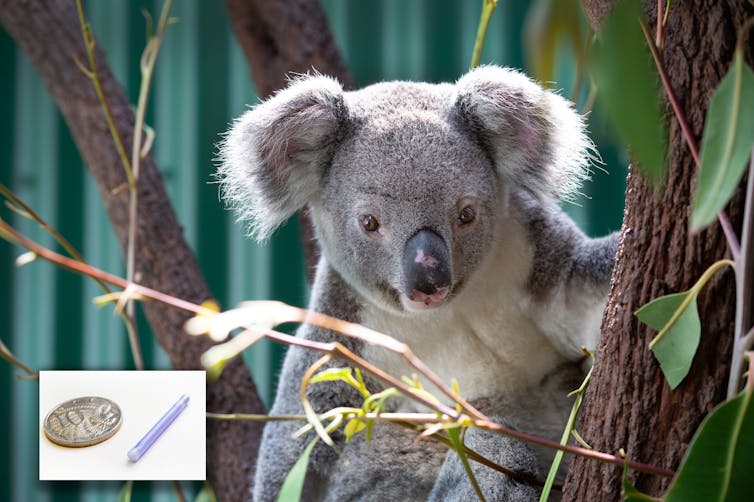 Koalas need their booster shots too. Here's a way to beat chlamydia with just 1 capture and less trauma