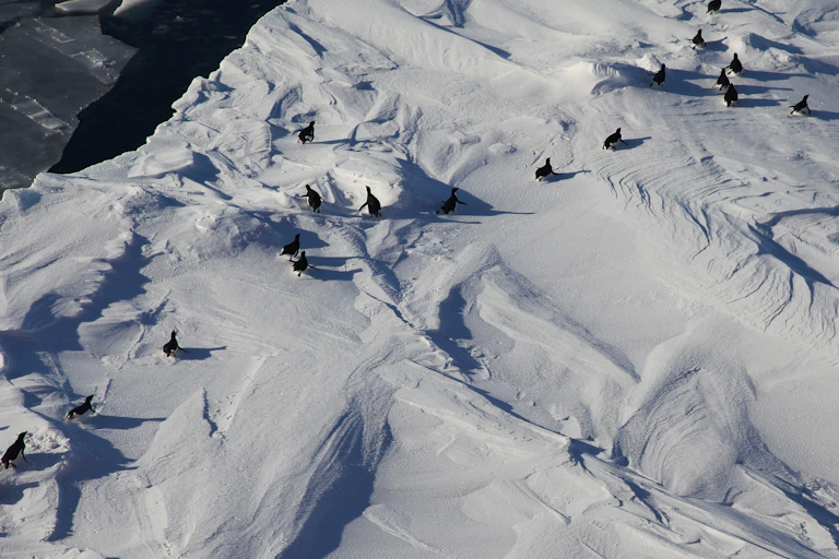 An ice sheet seen from above with small black penguins on it