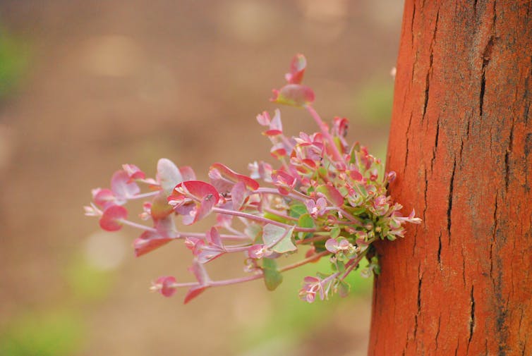 A closeup photo of epicormic growth in an Australian eucalypt. Small colourful leaves are sprouting from the trunk.