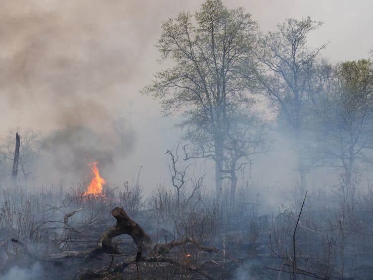 A photograph of an experimental fire in temperate savannah in Minnesota, US, at the Cedar Creek Ecosystem Science Reserve. A low flame is visible on the right hand side of the smoky image.