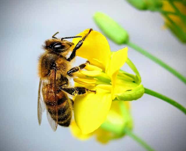 A honeybee feeding on nectar.