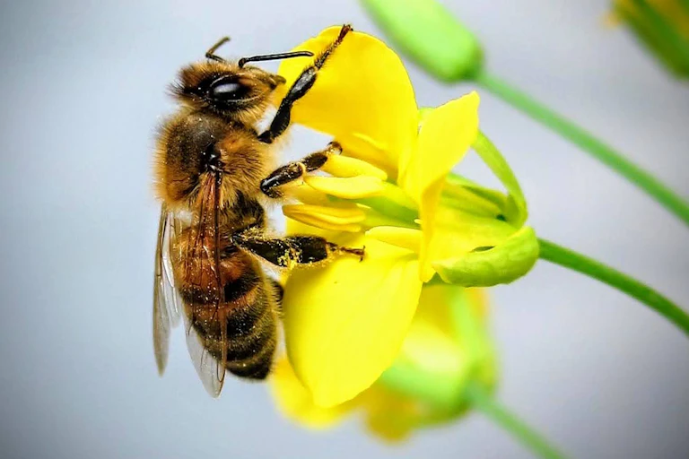 A honeybee feeding on nectar.