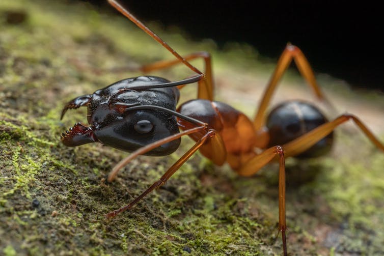 A close up of an ant with a large head crawls along a mossy piece of bark.