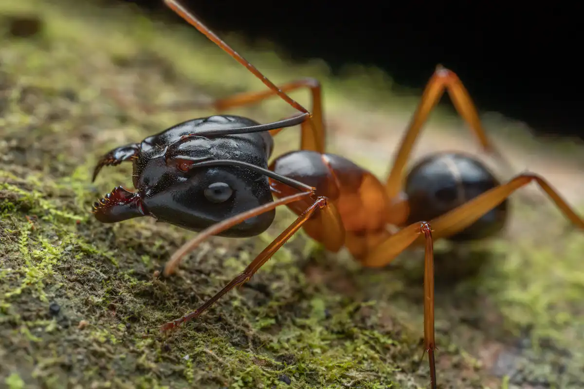Why invasive ants are a silent threat to our ecosystems