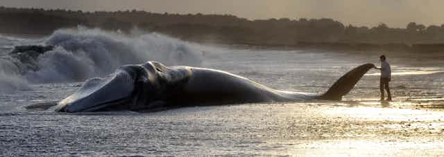 baleine échouée en septembre 2008