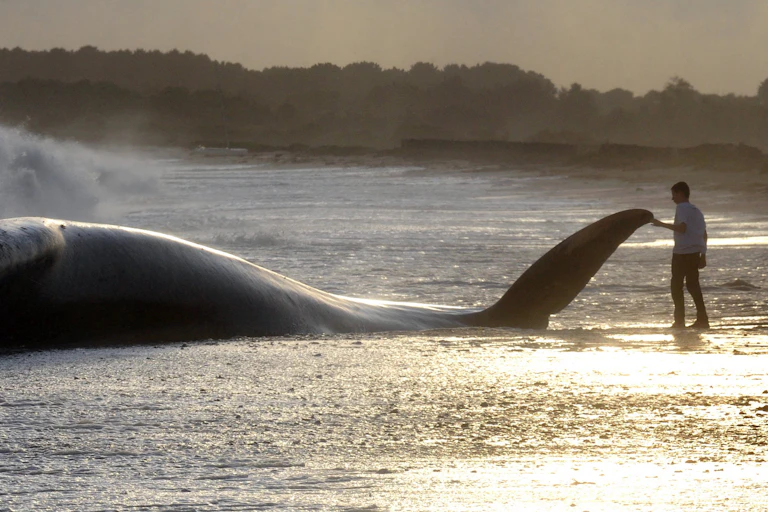 baleine échouée en septembre 2008