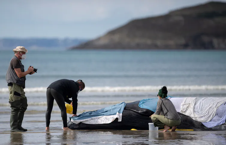 un rorqual échoué sur une plage, entouré de trois volontaires