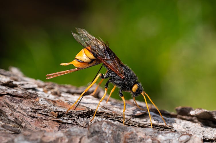 A close-up of a giant woodwasp on a branch.