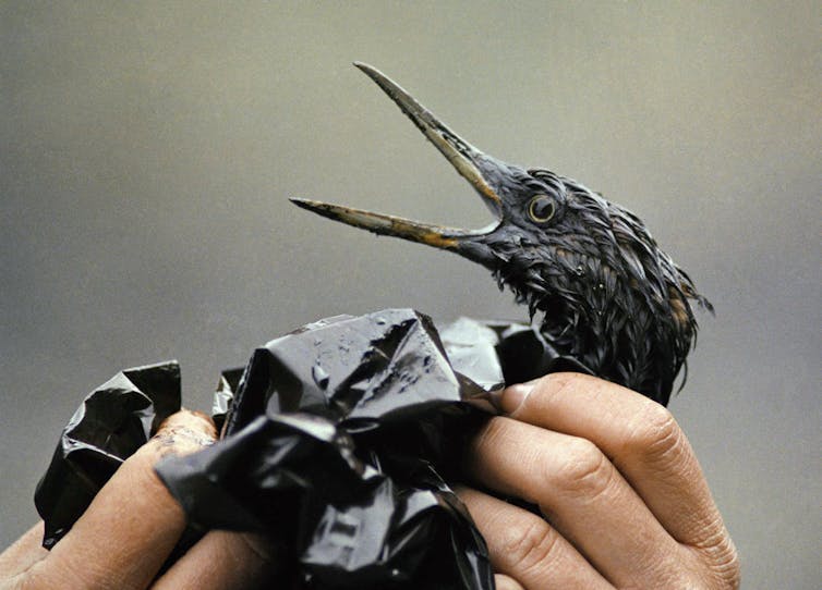 An oil covered seabird is held up while being washed.
