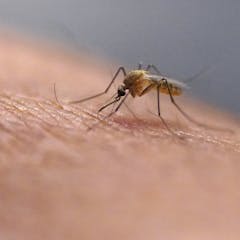 Mosquitoes – News, Research and Analysis – The Conversation – page 1
