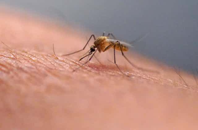 Close-up photo of a mosquito on skin