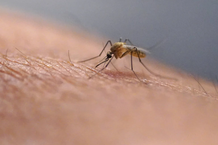 Close-up photo of a mosquito on skin