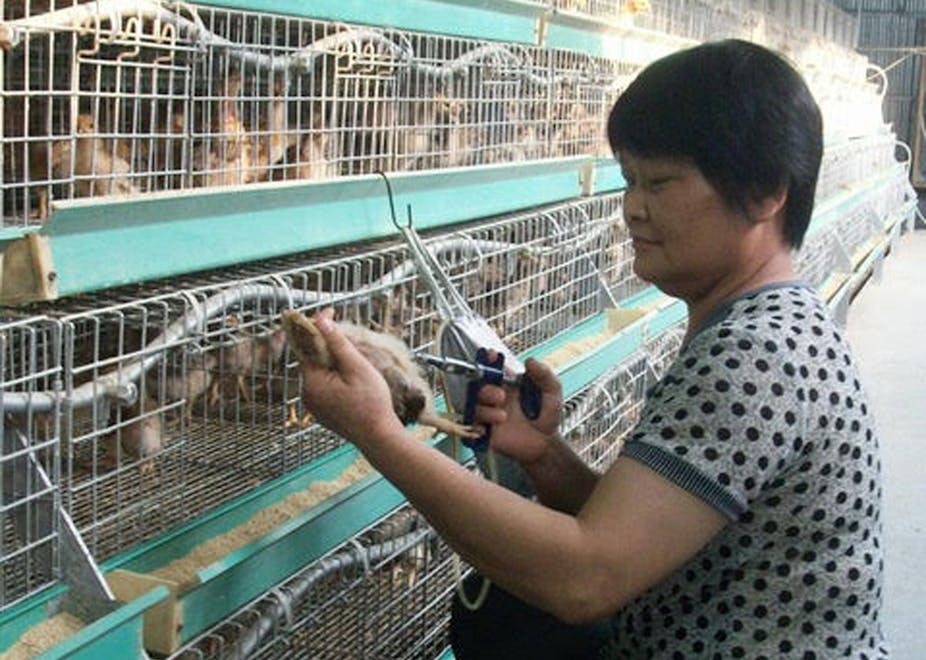 Vaccination of poultry in Hong Kong. 
