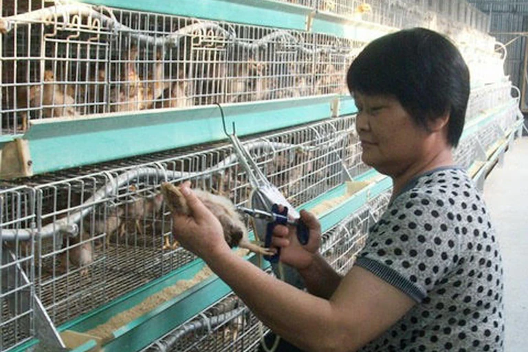 Vaccination of poultry in Hong Kong.
