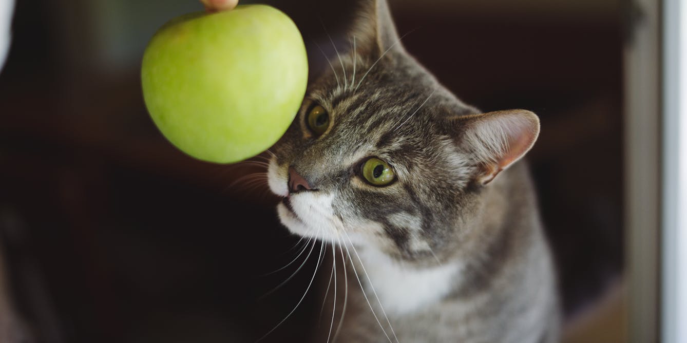Is it really safe to feed your cat a vegan diet?